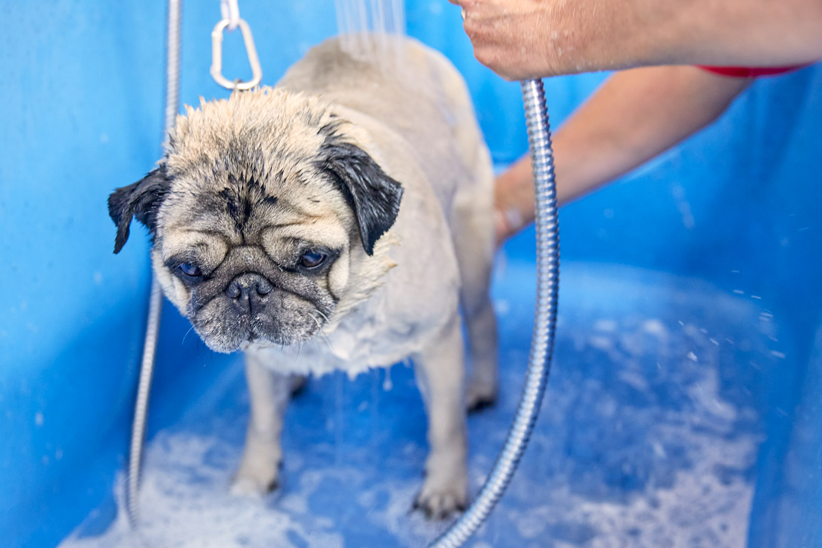 Hundesalon Dog Hairdress Mops baden